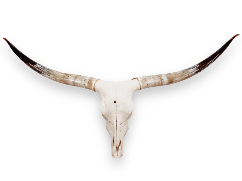 Crânio Real de Touro - Chifre LongHorn