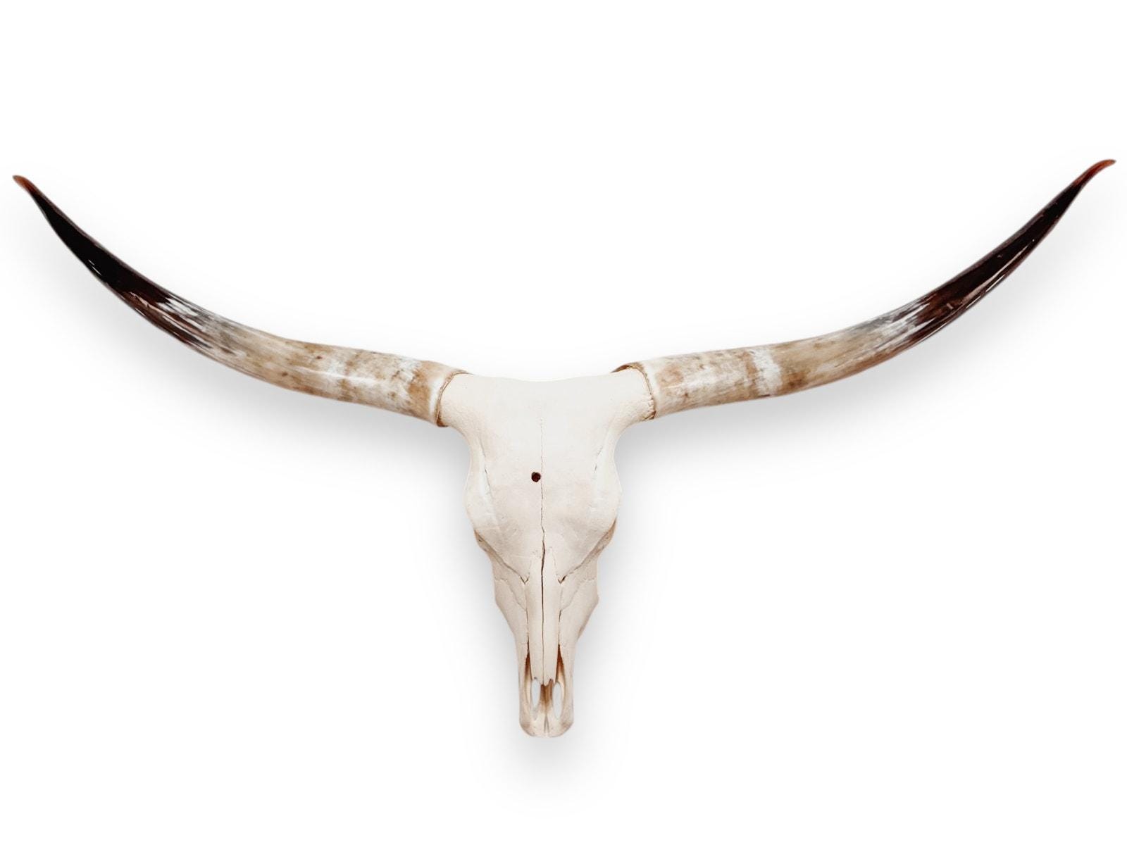 Crânio Real de Touro - Chifre LongHorn