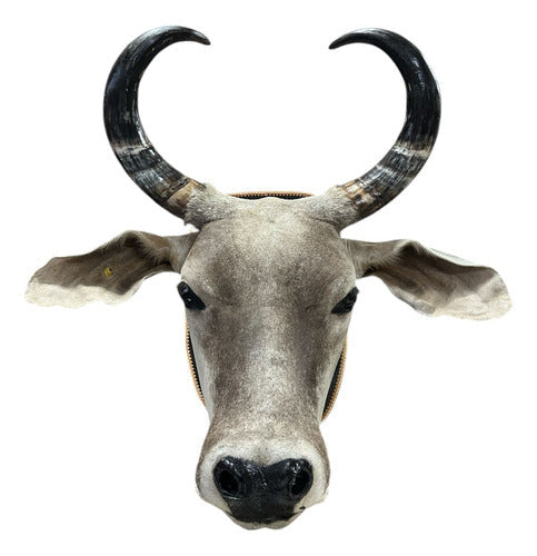 Decoração Country De Parede Cabeça De Boi Nelore Empalhada