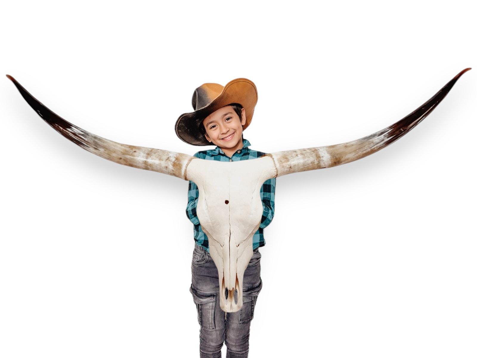 Crânio Real de Touro - Chifre LongHorn